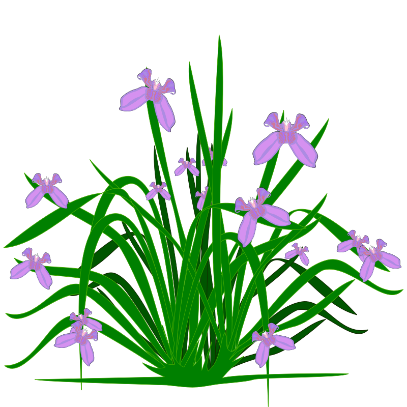 Clipart - Iris