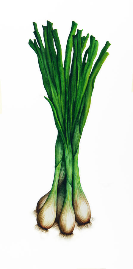 green-onions-christina-meeusen.jpg