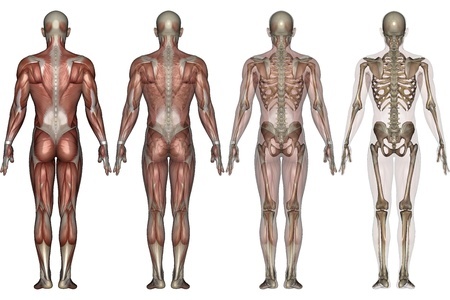 Musculoskeletal & Spinal Physiotherapy | Greystones Physiotherapy ...