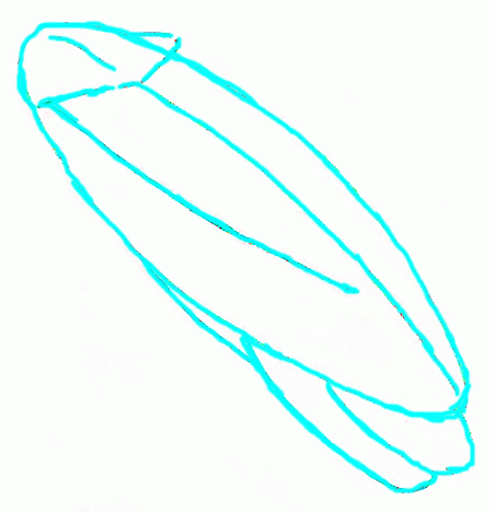 Exam Guide Online - How to Draw an American Cockroach.