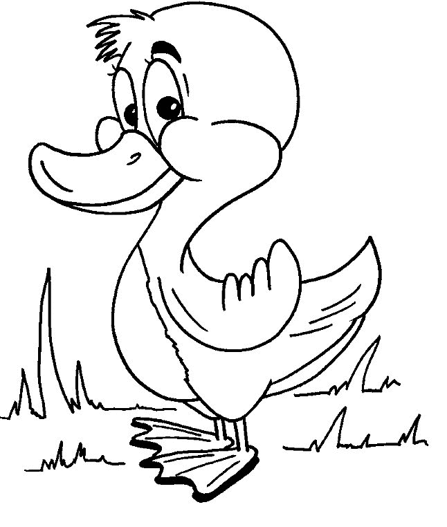 Duck Coloring Pages