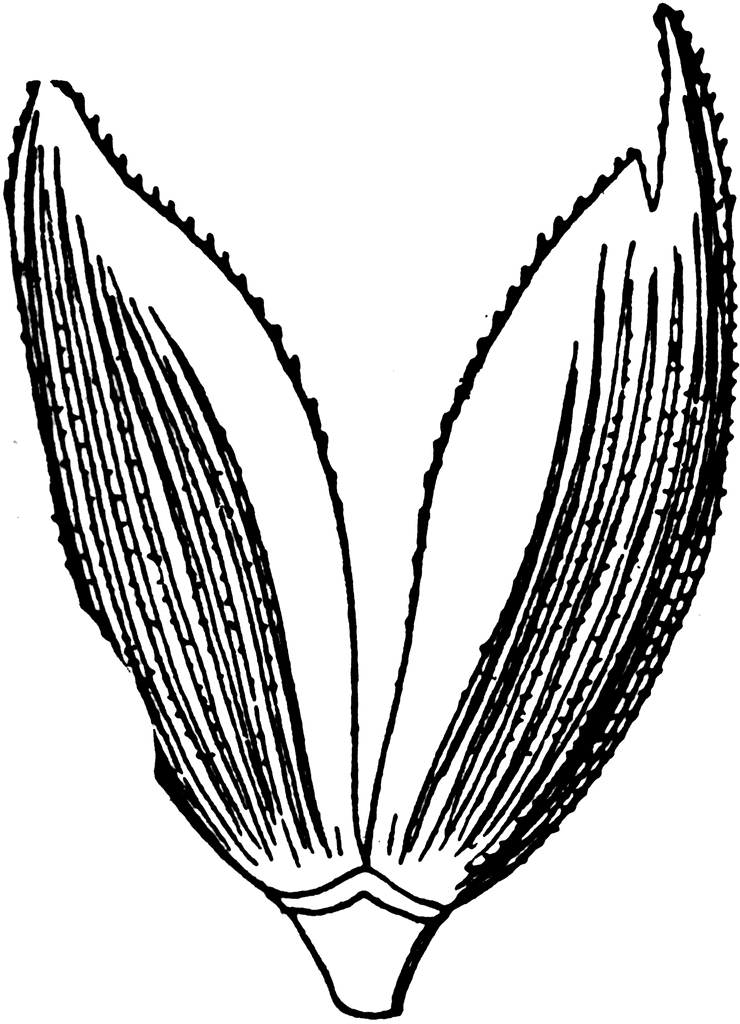 Spelt calyx | ClipArt ETC