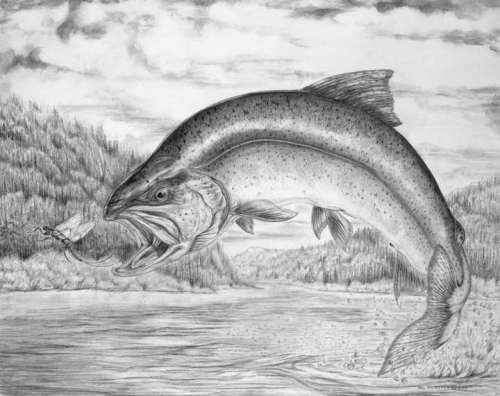 Fish Pencil Drawing | DrawingSomeone.com