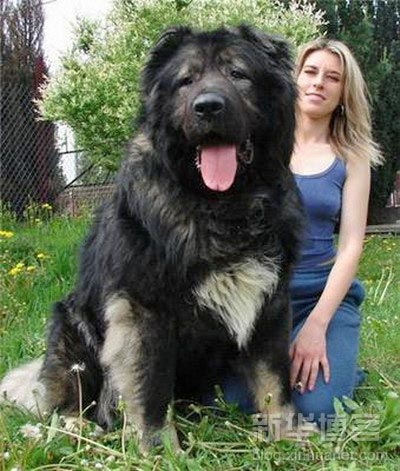 Ten Pretty Darn Good Reasons Not to Own a Big Dog | Kerry Peresta