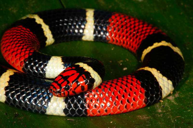 Field Herp Forum • View topic - Peruvian Amazon Part 3, Snakes