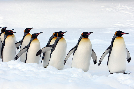 Penguins March on S&P Downgrade - Japan Real Time - WSJ