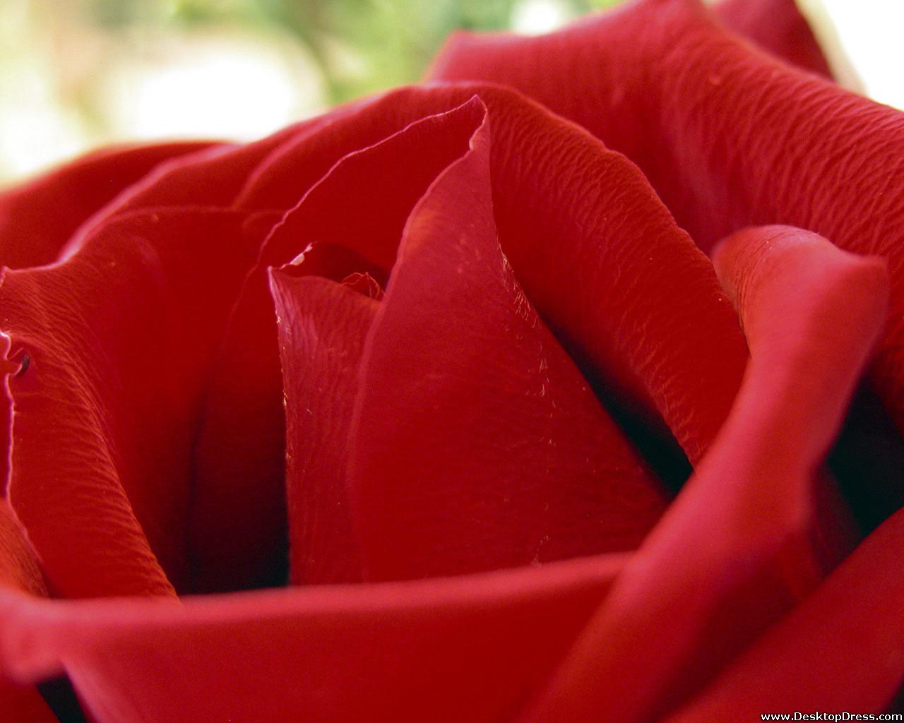 Desktop Wallpapers » Flowers Backgrounds » Flower Red Rose a ...