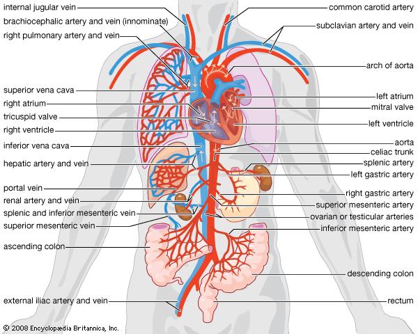 circulatory system | anatomy | Britannica.com