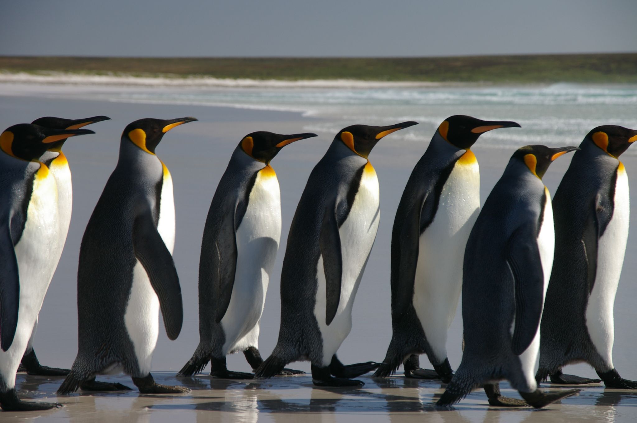 User:Thekillerpenguin/Wikiverse/Penguin-Leopard Seal war ...