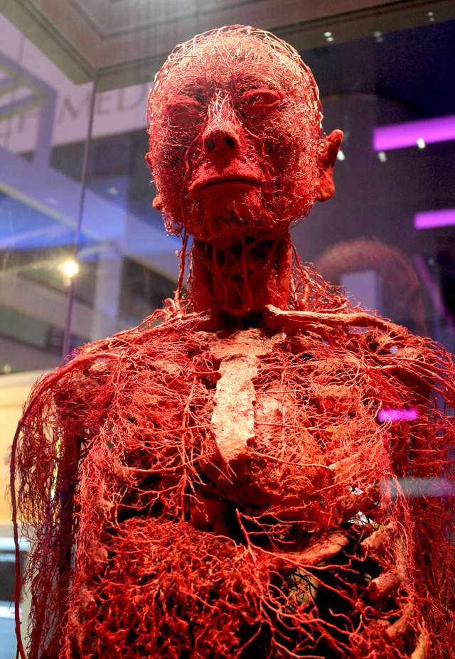 Human Circulatory System