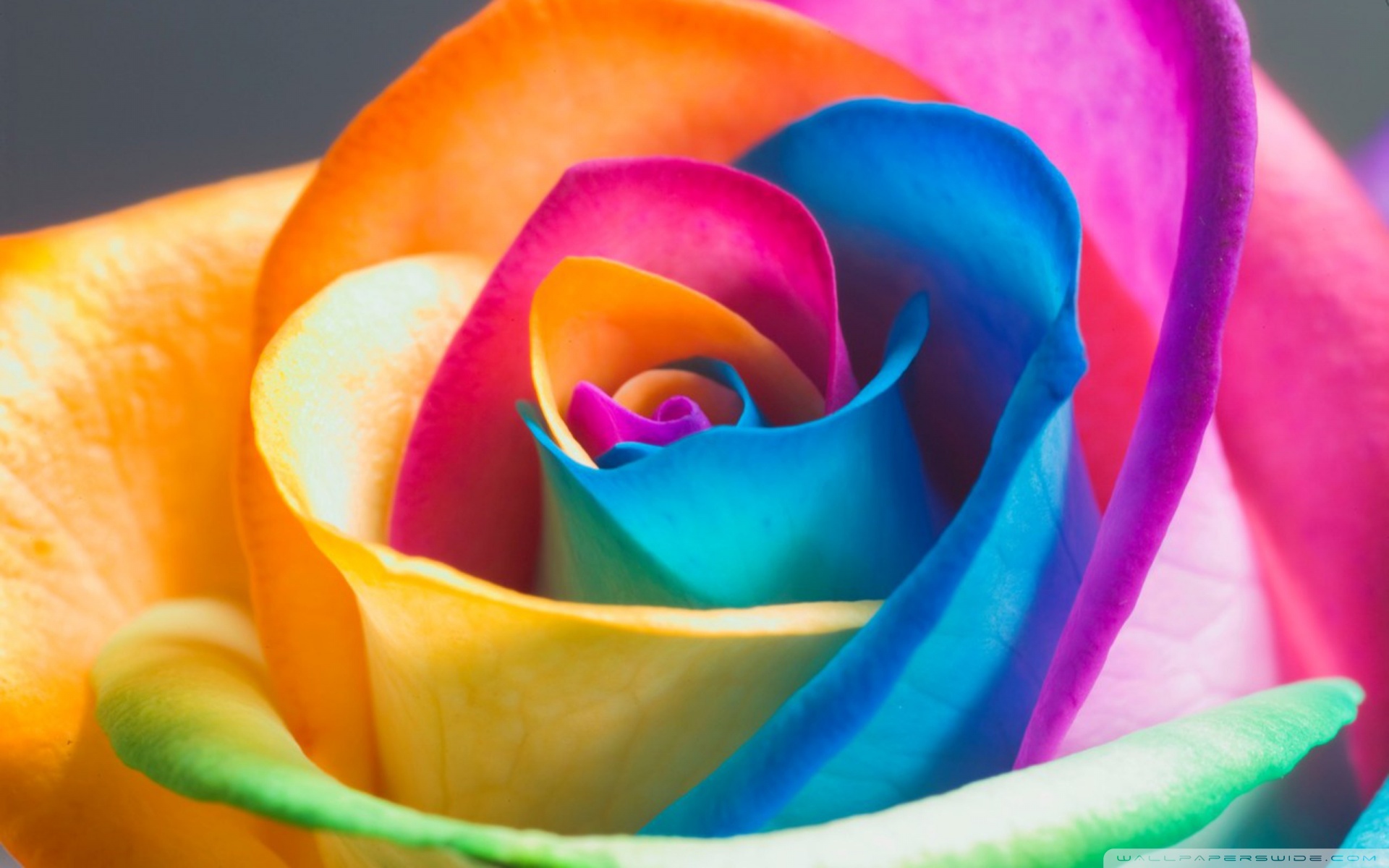 Beautiful Rainbow Roses Wallpaper Widescreen #7020084