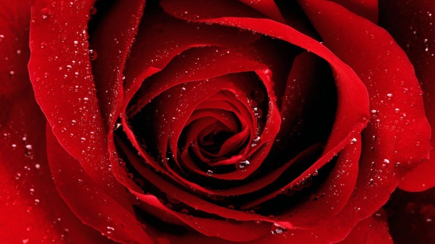 Valentine,s Day Red Rose-Flower Greeting Cards Pictures-Valentine ...