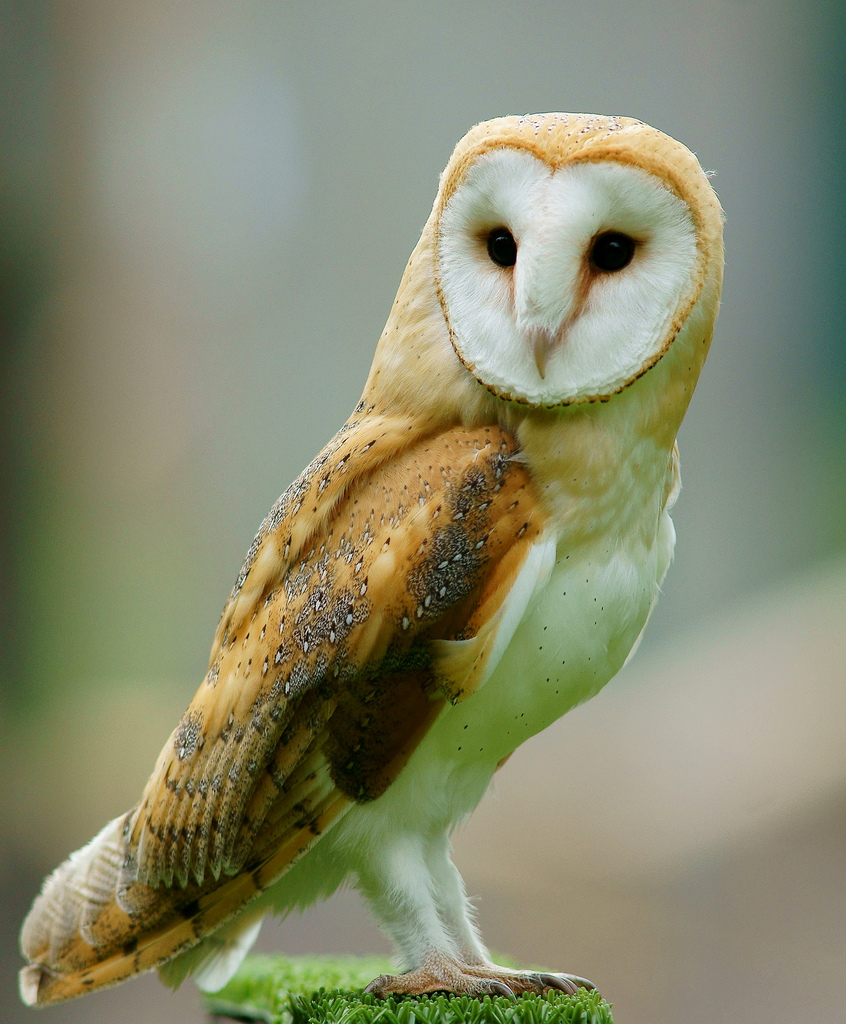 File:Tyto alba -British Wildlife Centre, Surrey, England-8a (1 ...