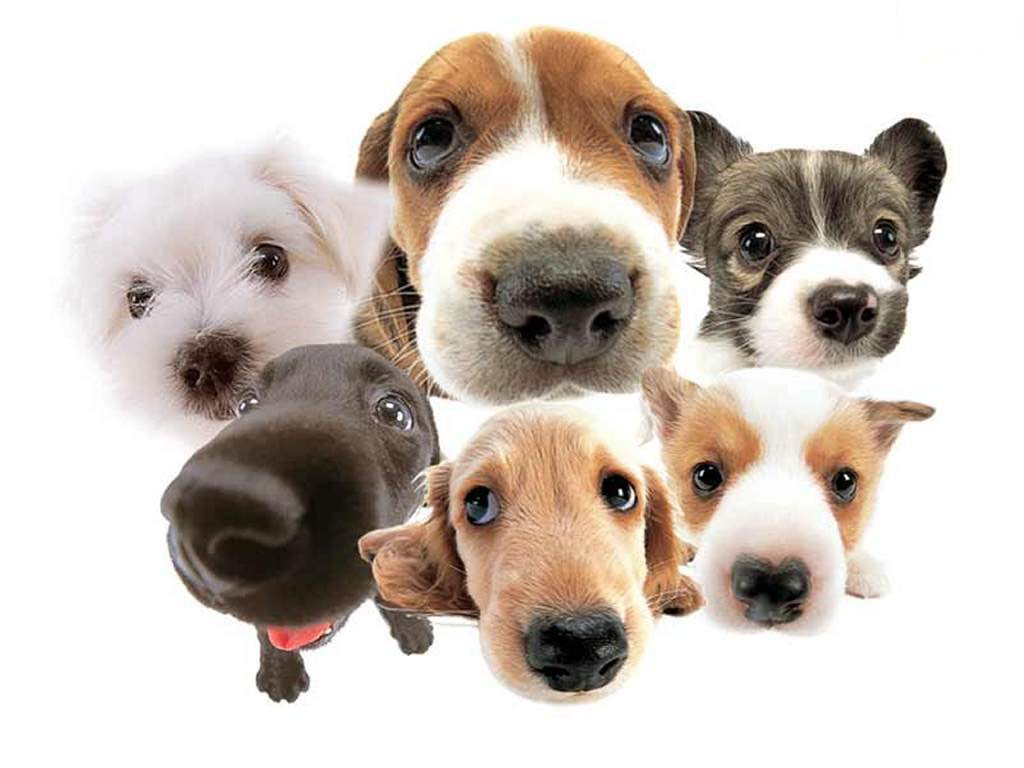 Why Some People Prefer Dogs Over Humans... - Animal Fair | Wendy ...