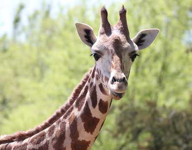 Wild Animal Safari - Missouri | About Us