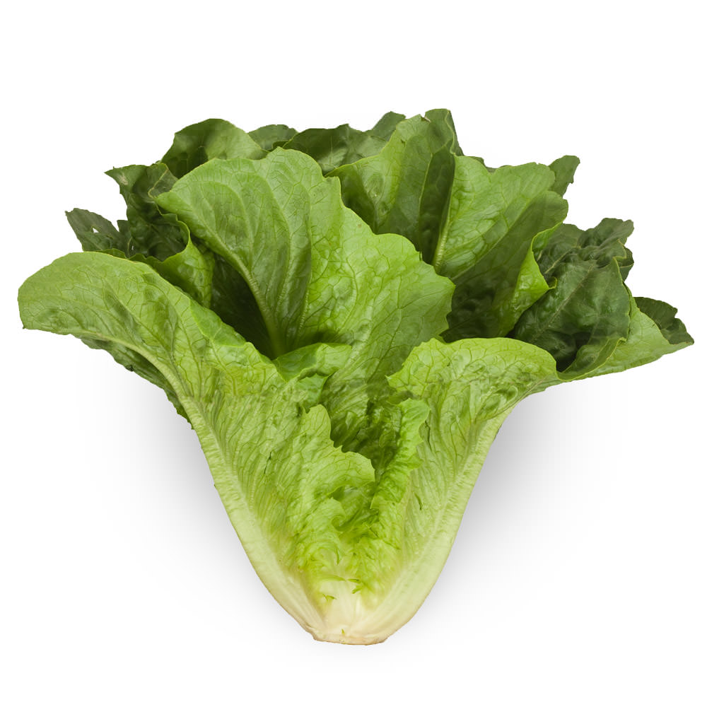 Romaine Lettuce - Andy Boy