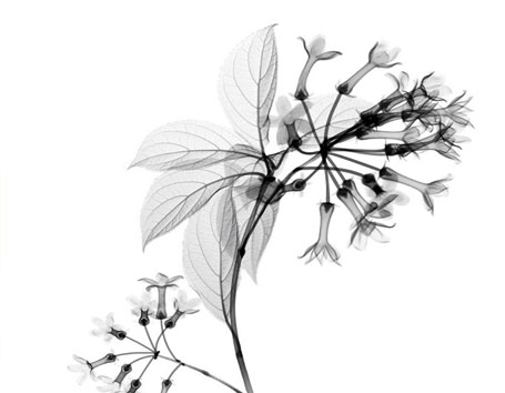 Creative Pollen » flower photography still life collection ...