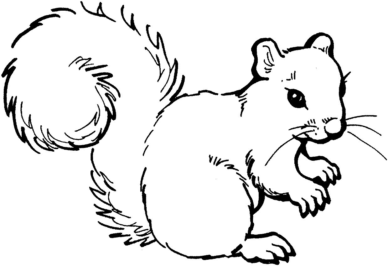 Cute Squirrel Clipart Black And White - Gallery