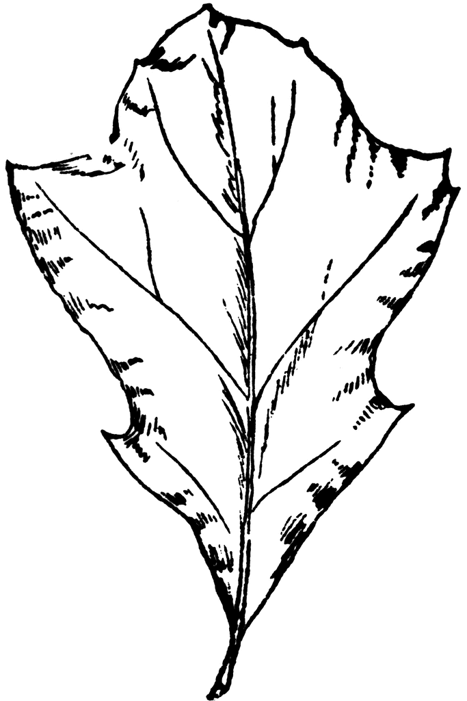 One More Set Of Vector Leaves Leaf Shapes Oak Tree Tattoo