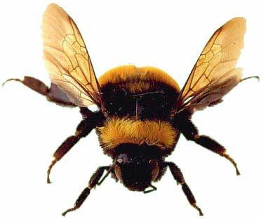 Bumble Bees - The Friendly Bee | Animal Pictures and Facts ...