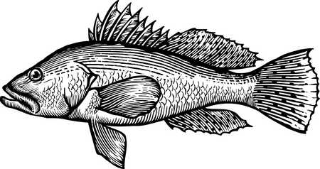 Stock Illustration - A black and white drawing of a sea bass