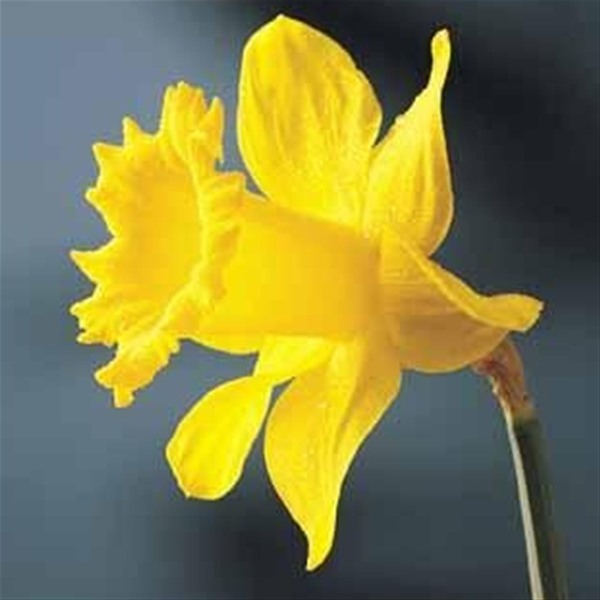 Golden Anniversary Daffodil Bulbs x 50 | Internet Gardener