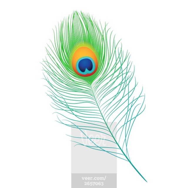 Peacock feather. Vector. Stock Illustration - Veer.com