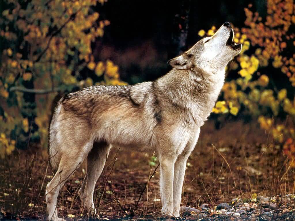 Wolf Pictures :: Howling Wolf