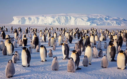 Adopt a penguin | Symbolic animal adoptions from WWF