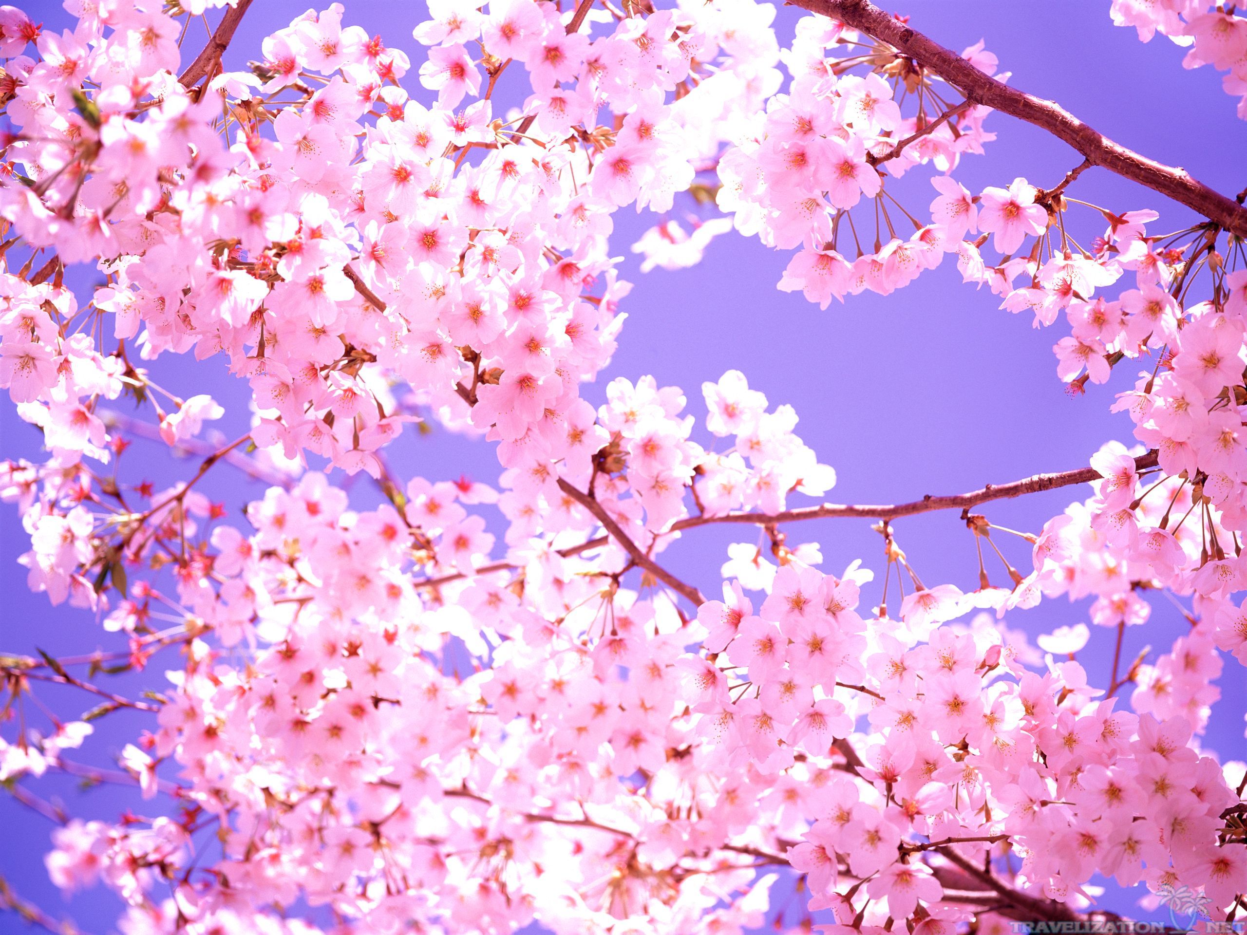 beautiful-cherry-blossom- ...