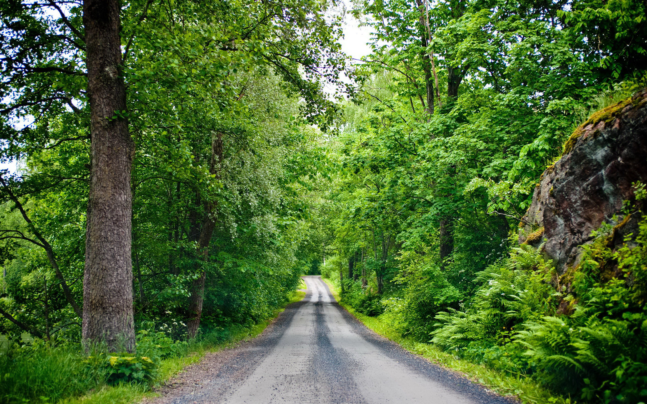forest_wallpaper4303.jpg