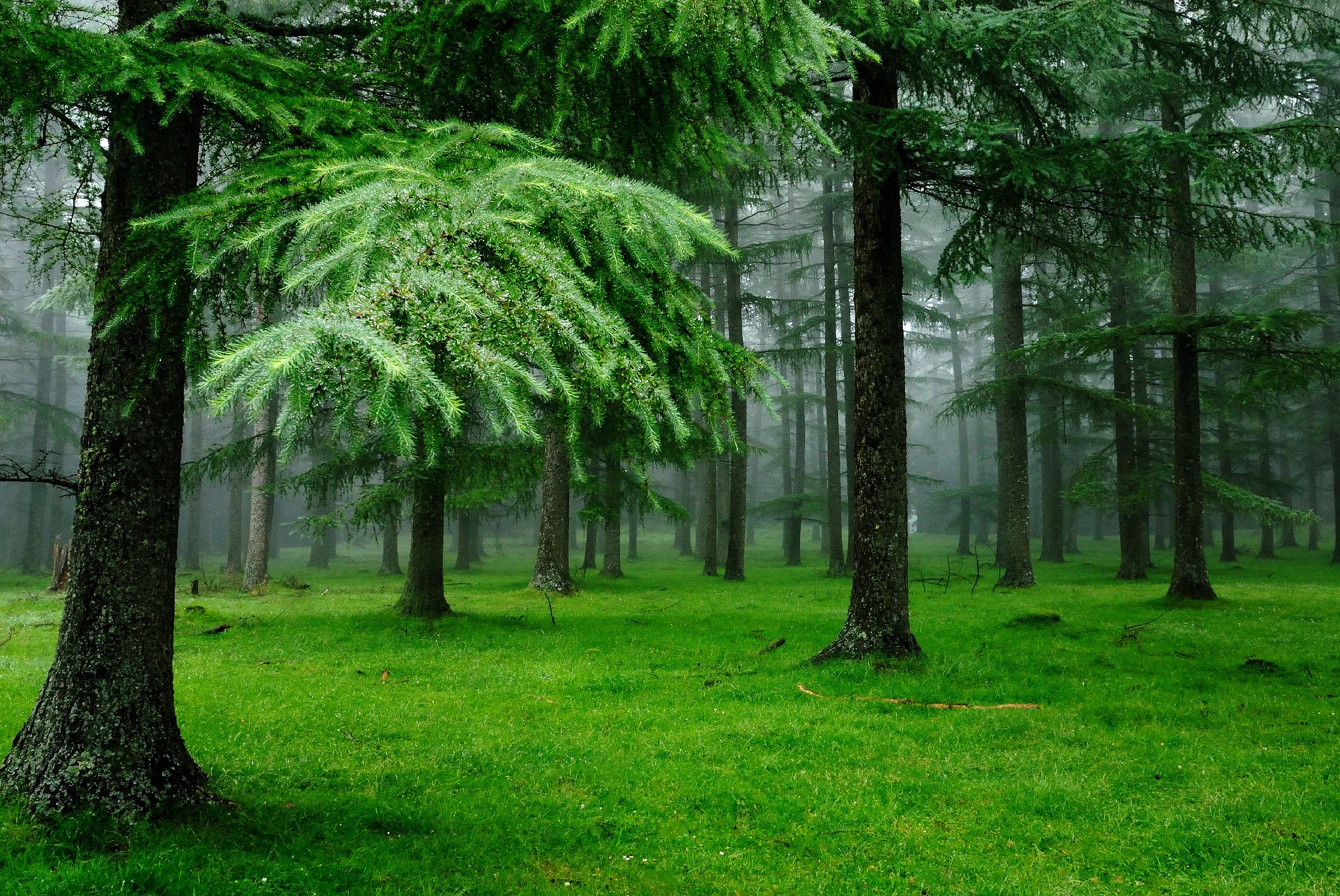 Green Forest Trees Clipart - Free Clipart