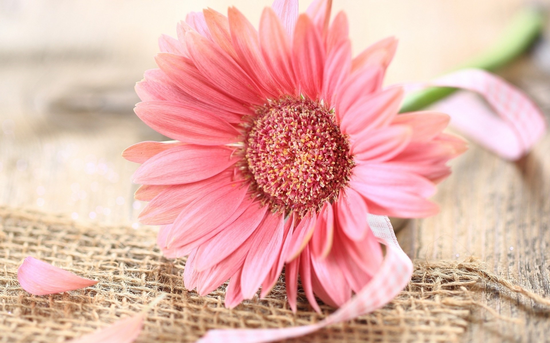 Gerbera Pink Flower Ribbon #6915032