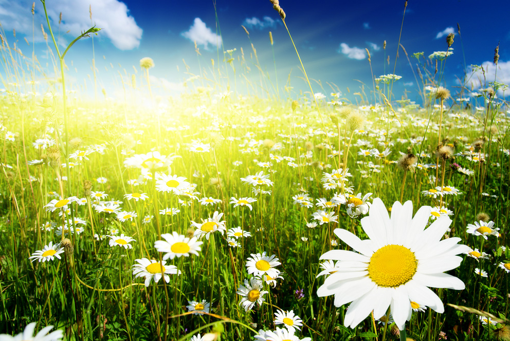 daisies1.jpg