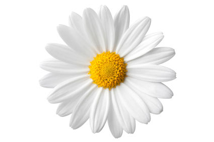 daisy, daisies, daisy flower, daisy flowers