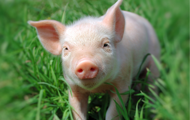 Interesting & Amazing Facts About PigInterestingfunfacts.com