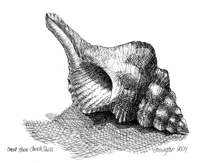 shells