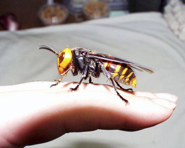 Asian Giant Hornet - Pictures, Diet, Breeding, Life Cycle, Facts ...