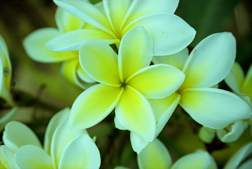 hawaiian flowers | Tumblr