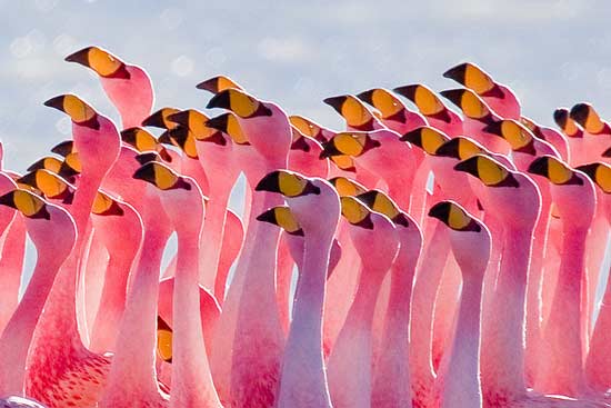 Why Are Flamingos Pink? - Trivials