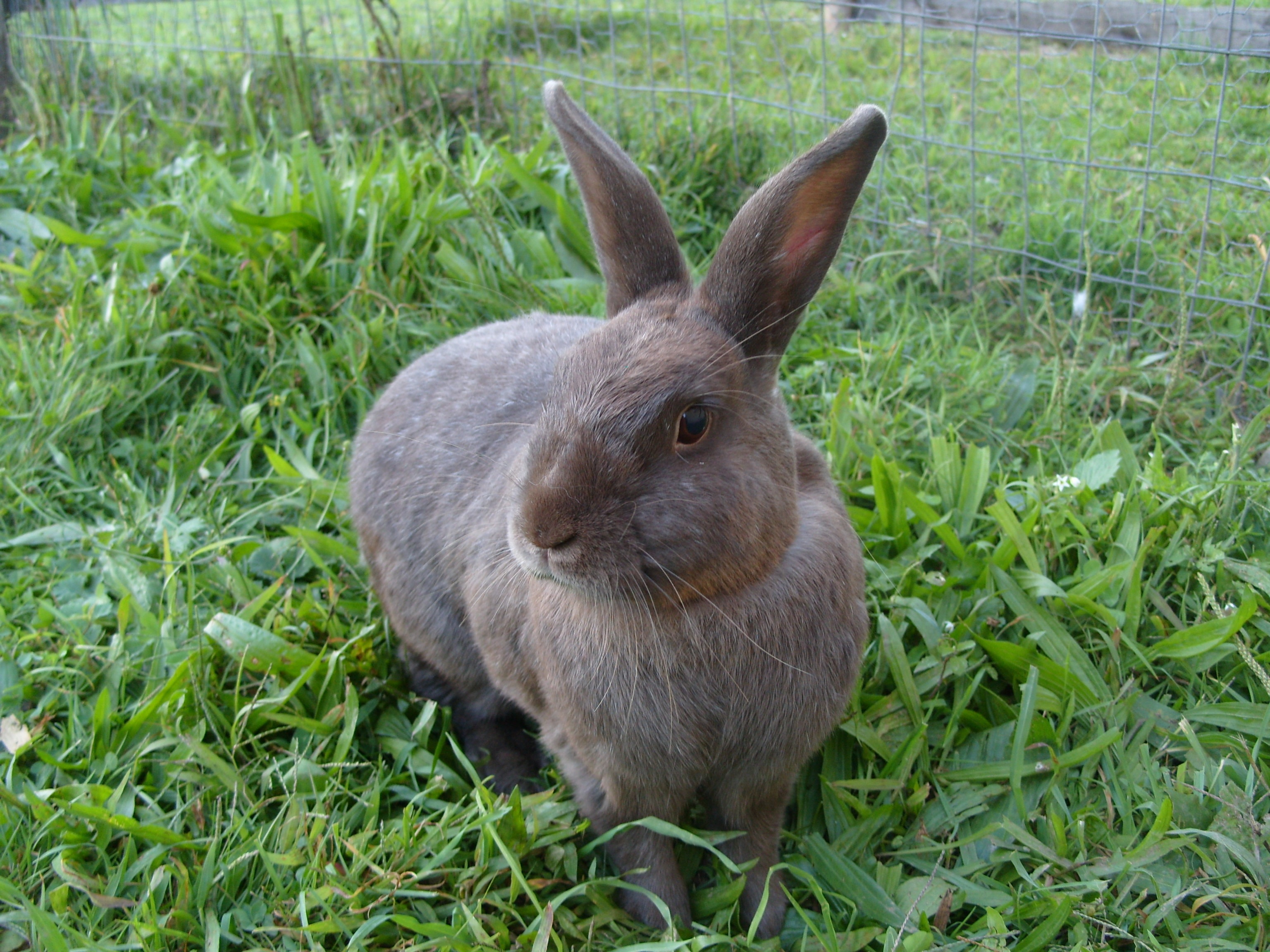 Clover - Woodstock Farm Animal Sanctuary Woodstock Farm Animal ...