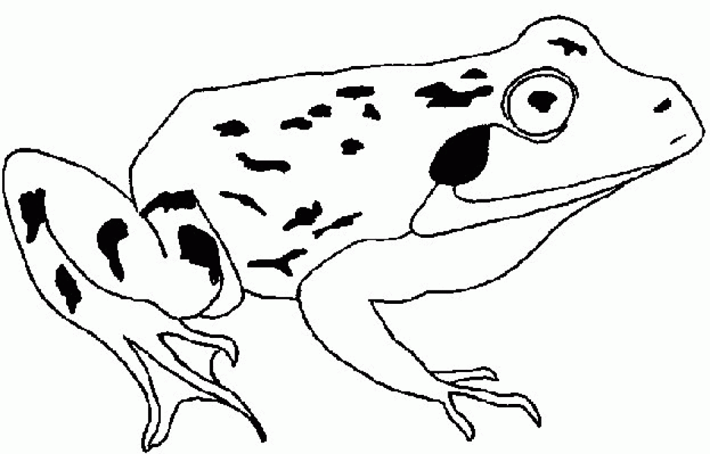 Realistic Frog Coloring Pages