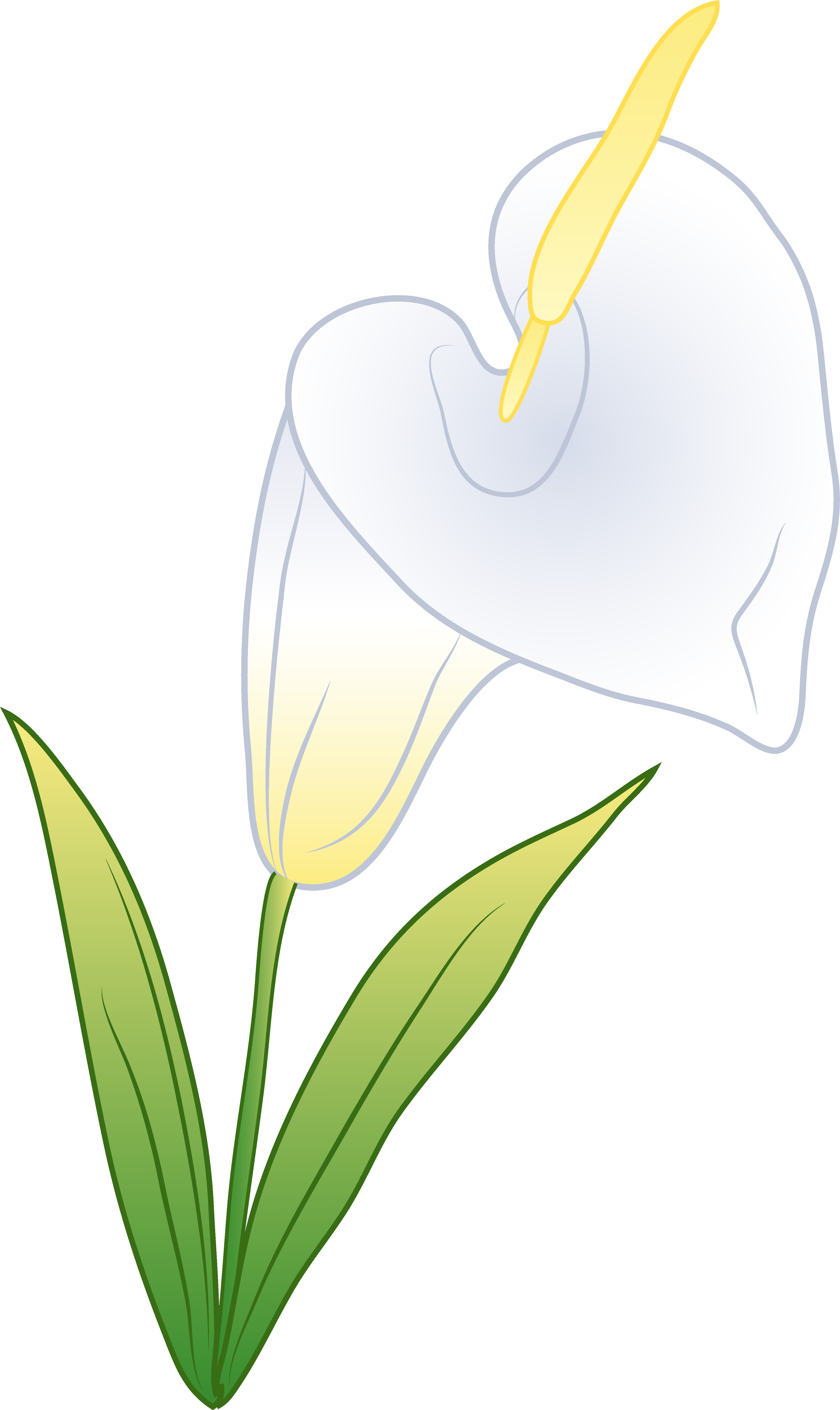 Single White Calla Lily - Free Clip Art