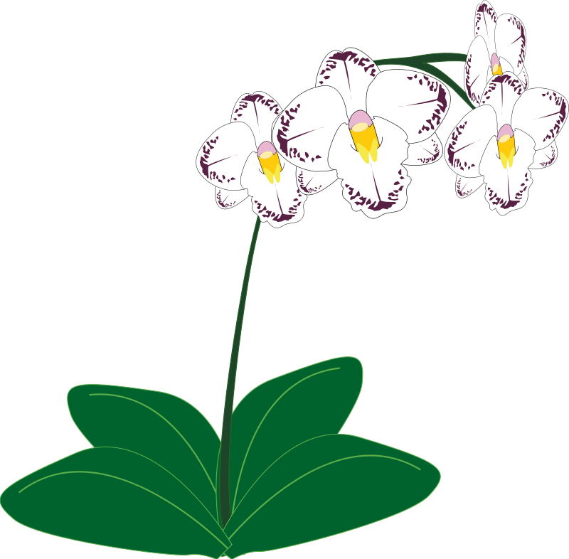 Orchid Flower Clip Art