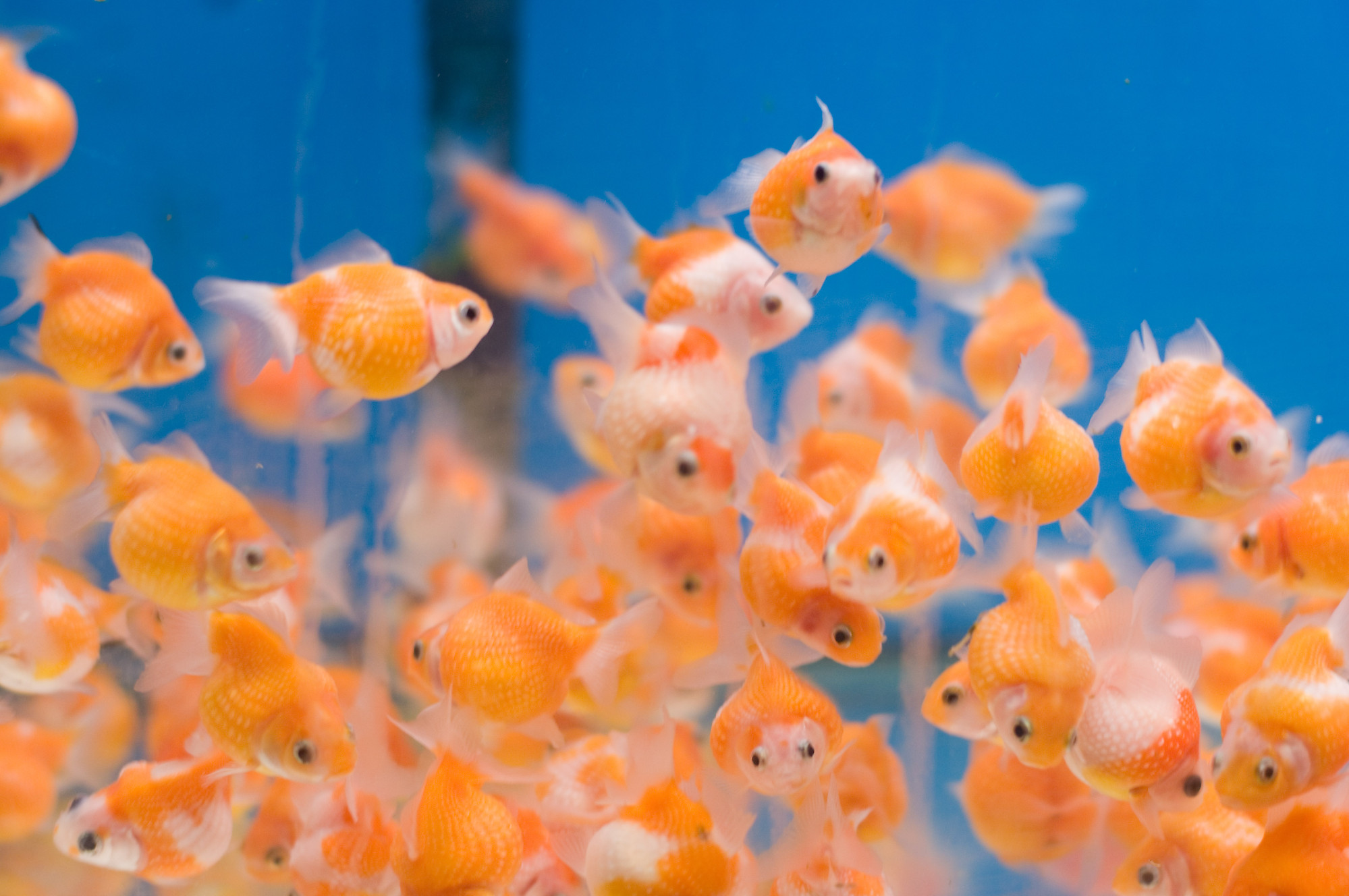 VeryRoundGoldFishLg.jpg
