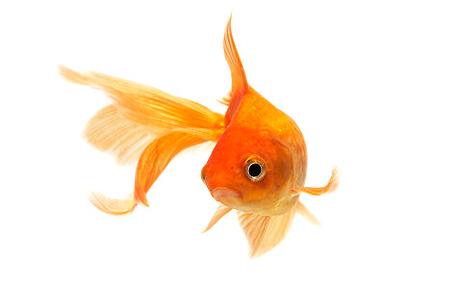 Goldfish do not have three second memories in list of animal myths ...