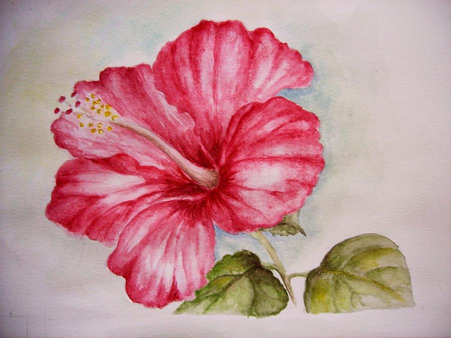 Hibiscus Flower by Draia Coralia