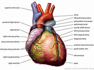 Print :Woah! Valve made from a cow's heart saves an 81-year-old ...