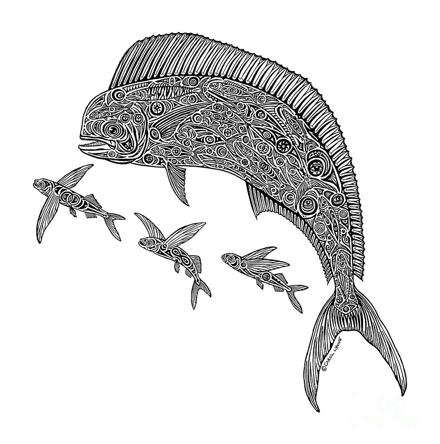 Dolphin Fish Drawing - Gallery