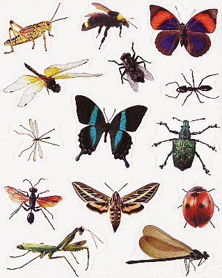 Insects and Their Relatives | Dungeness River Center
